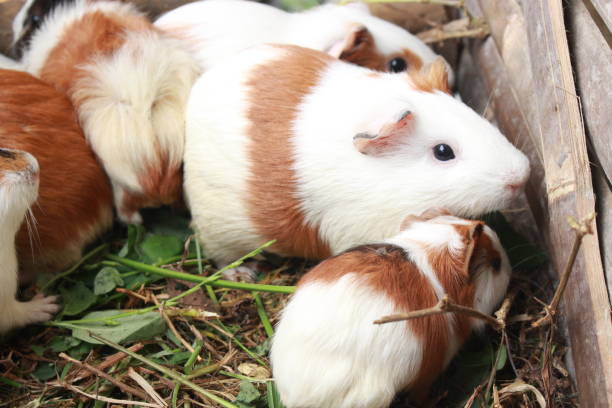 istock A group of adorable pet guinea pigs 1588487526