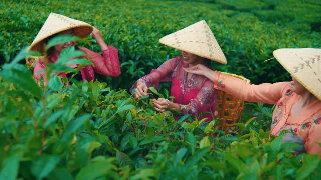 a group of tea garden farmers picking tea leaves while chatting with their friends