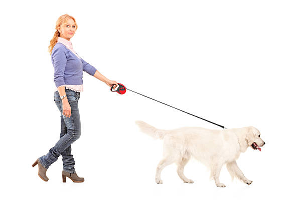 istock Woman walking a dog 158848979