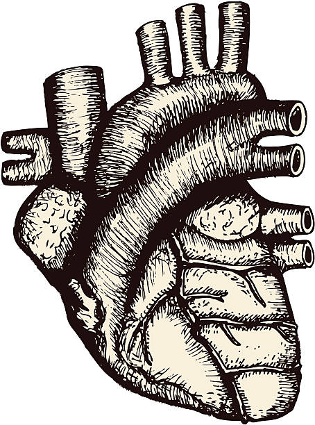 Anatomical heart etching vector art illustration