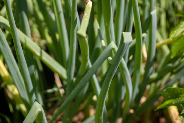 istock Bunch of green onions 1588527803