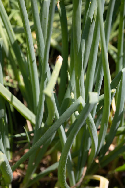istock Bunch of green onions 1588527805
