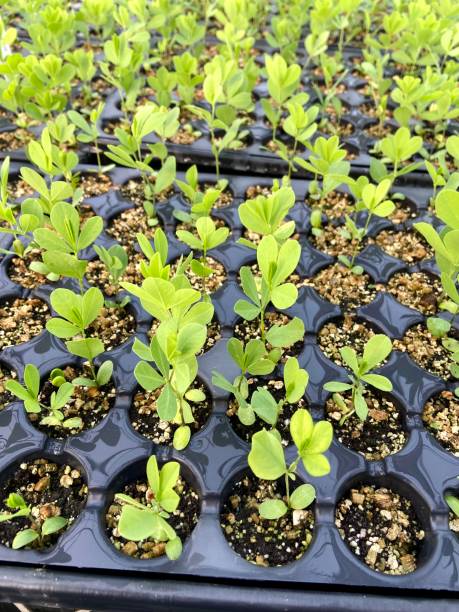istock baptisia australis seedlings in a tray 1588569765
