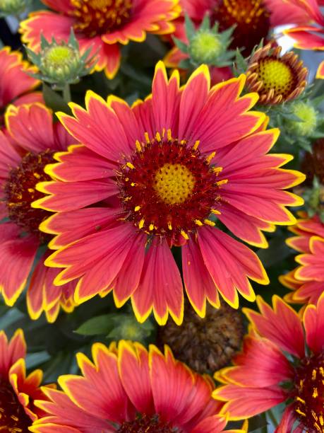 istock Group of red and yellow Gaillardia 1588570541