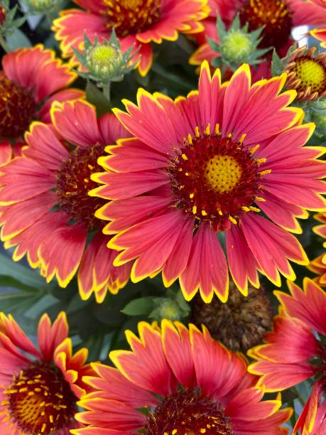 istock Group of red and yellow flowers 1588571065