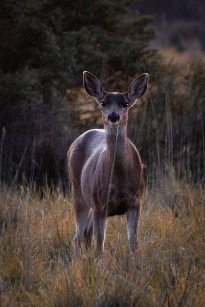 The mule deer (Odocoileus hemionus), also called blacktail deer, is a species commonly seen throughout the Western USA. This female deer was photographed while grazing by Walnut Canyon Lakes near Flagstaff, Arizona, USA.