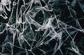 Halloween concept white fake white wool spiderweb on outdoor park background
