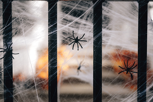 Real creepy spider webs on white banner as a top border with tarantulas hanging from the webs