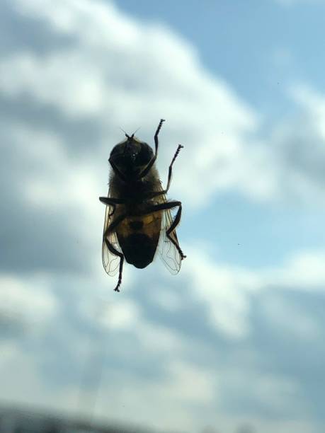 istock Fly on glass with clouds behind it. 1588591515