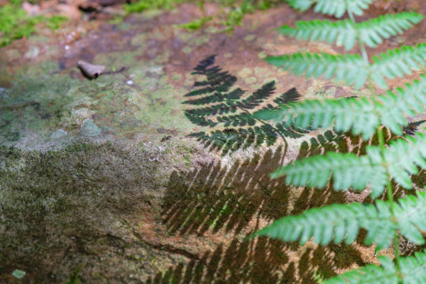istock Green fern leafs with shadow cating design natural pattern 1588598867