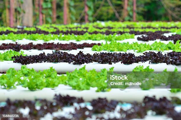 Photo libre de droit de Légumes Hydroponique banque d'images et plus d'images libres de droit de Agriculture - Agriculture, Aliment, Botanique