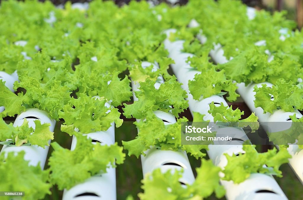 Legumes hidropônica - Foto de stock de Agricultura royalty-free