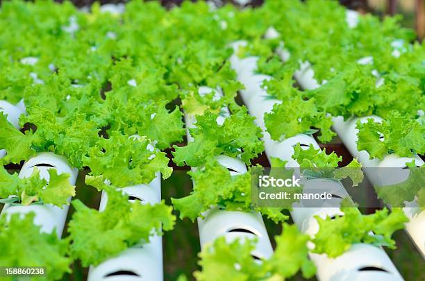 Foto de Legumes Hidropônica e mais fotos de stock de Agricultura - Agricultura, Canteiro de Flores, Comida