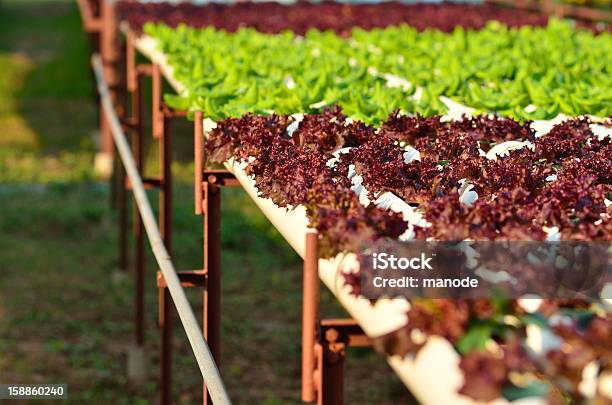 Hydroponic Gemüse Stockfoto und mehr Bilder von Agrarbetrieb - Agrarbetrieb, Blumenbeet, Botanik
