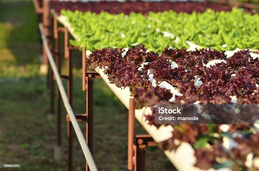 Hydroponic vegetal - Foto de stock de Agricultura libre de derechos