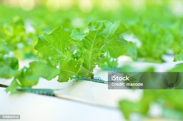 Hydroponic 野菜 - 人物なしのストックフォトや画像を多数ご用意 - 人物なし, 写真, 屋外