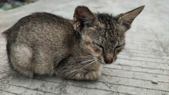 In residential areas, it is common for feral cats to suffer from several diseases, which disturbs the community