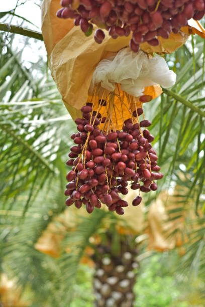 Ready to ripe dates hanging on tree at dates plantation. Dates palm varieties Bahi are sweet and tasty for eating fresh fruit and ready to harvest, great Arabian fruit. Ready to ripe dates fruit. dátiles listos para madurar colgados de un árbol en la plantación de dátiles. las variedades de palmeras datileras bahi son dulces y sabrosas para comer fruta fresca y listas para cosechar, gran fruta árabe. fruta de dátiles lista para madurar.