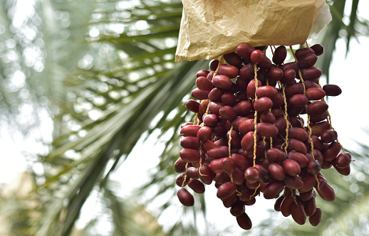 Ready to ripe dates hanging on tree at dates plantation. Dates palm varieties Bahi are sweet and tasty for eating fresh fruit and ready to harvest, great Arabian fruit. Ready to ripe dates fruit.