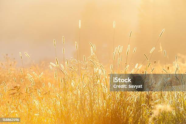 Relva - Fotografias de stock e mais imagens de Amarelo - Amarelo, Ao Ar Livre, Botânica - Ciência de plantas