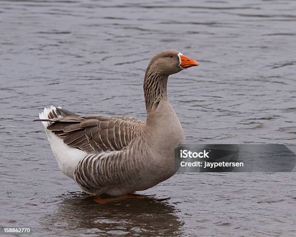 White Fronted Goose Wading Stock Photo - Download Image Now - Animal, Animal Wildlife, Animals In The Wild