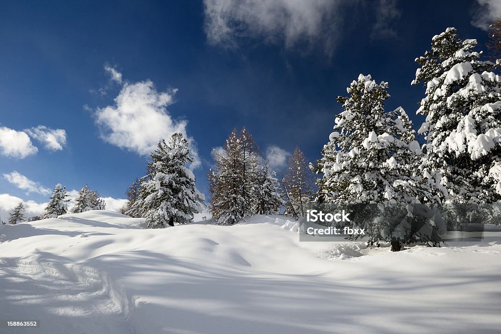 Larice alberi coperti di neve spessa. - Foto stock royalty-free di Abete