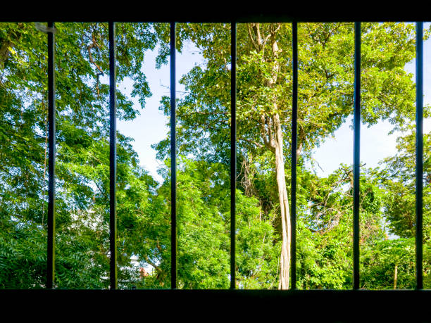 istock green forest outside the cage 1588640104