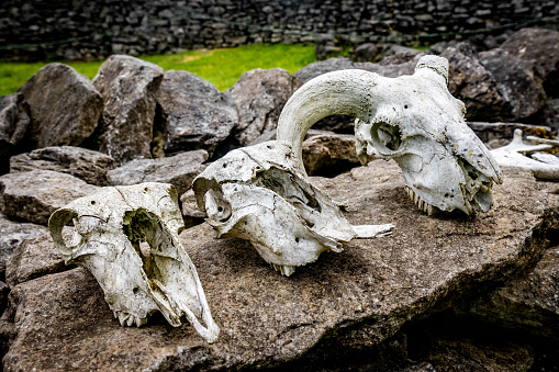 Animals skulls remainings together ancient close up on stone