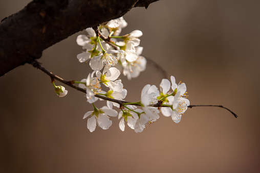 Plum blossoms on branches in the sunlight