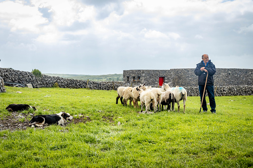 Doolin, Ireland - 07-01-2023: Sheep herd guided by shepherd trained dog outdoors