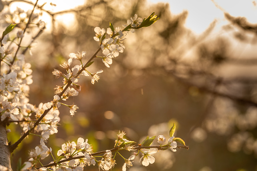 Plum blossoms on branches in the sunlight