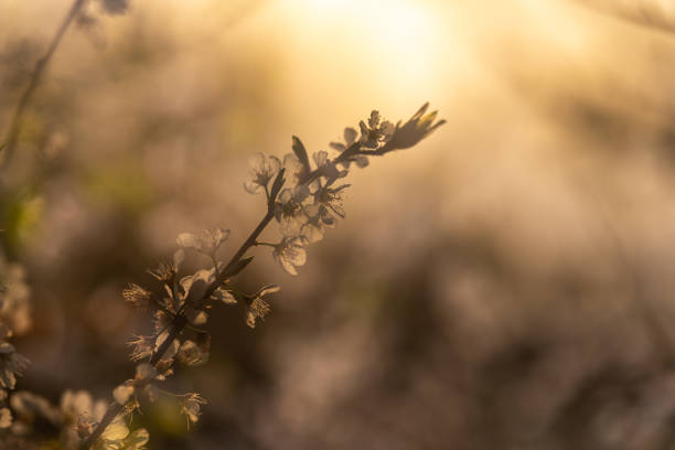 spooky fir tree twig macro