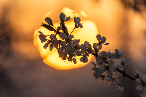 Plum blossoms on branches in the sunlight