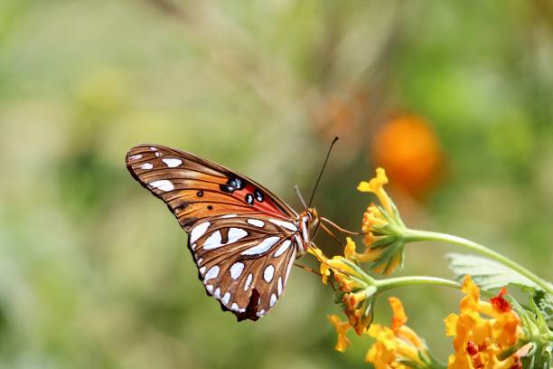 istock Gulf fritillary butterfly 1588673374