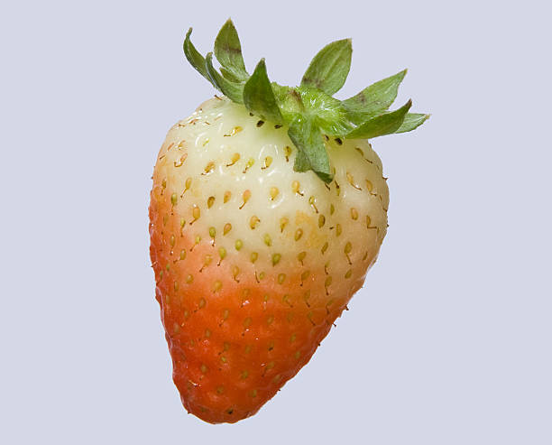 Agricole cibo: Acerbo frutta fragola isolato - foto stock