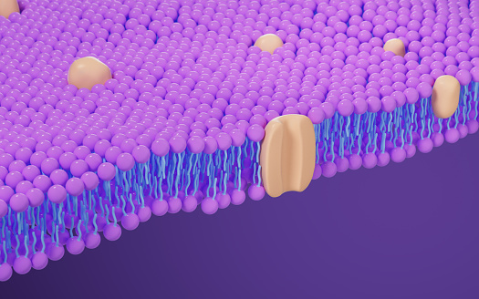 Cell membrane structure background, 3d rendering. Digital drawing.