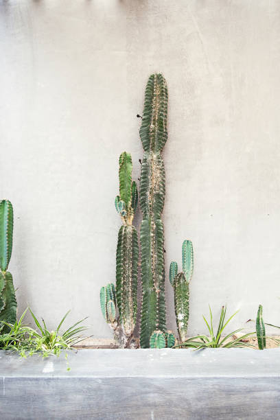 istock Giant cacti against concrete gray wall. 1588710671