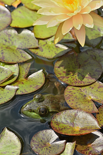 American bullfrog (Lithobates catesbeianus) and water lily pads, with a flower at the top and copy space in the middle, vertical. In a Connecticut garden pond, summer. This species is the largest frog in North America.