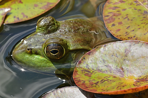 American bullfrog (Lithobates catesbeianus) and water lily pads, close-up. In a Connecticut garden pond, summer. This species is the largest North American frog.