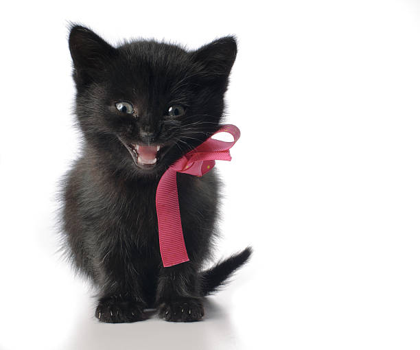 Small kitten with ribbon stock photo