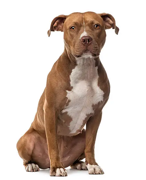American Staffordshire Terrier sitting and looking at camera against white background