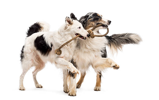 istock Border Collie and Australian Shepherd playing with a rope 158875521