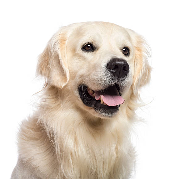 istock Golden retriever sitting and looking away against white background 158875554