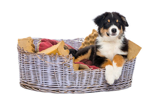 istock Australian Shepherd, 3 months old, lying in dog bed 158875559