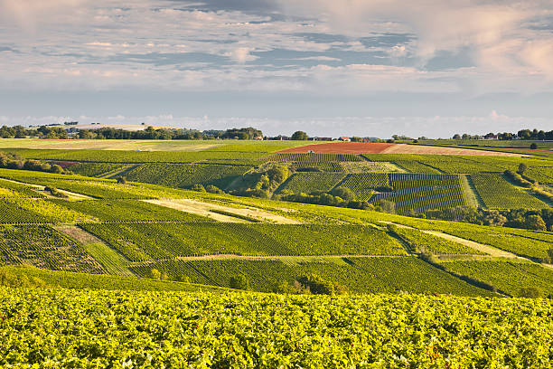 Sancerre vineyards The vineyards near to Sancerre in the Loire Valley. loire valley photos stock pictures, royalty-free photos & images