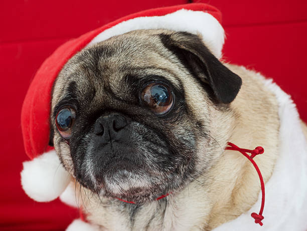 istock Pug in Christmas Costume 158876146