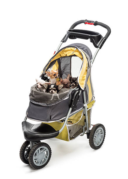 istock Chihuahuas in a stroller against white background 158877190
