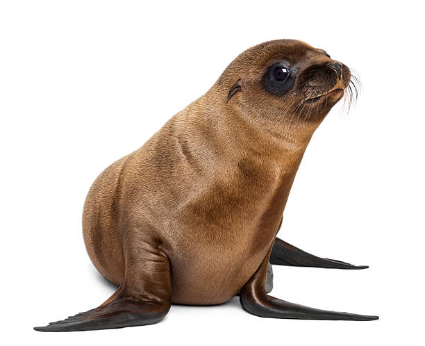 Young California Sea Lion, Zalophus californianus, looking away Young California Sea Lion, Zalophus californianus, looking away, 3 months old against white background seal pup stock pictures, royalty-free photos & images