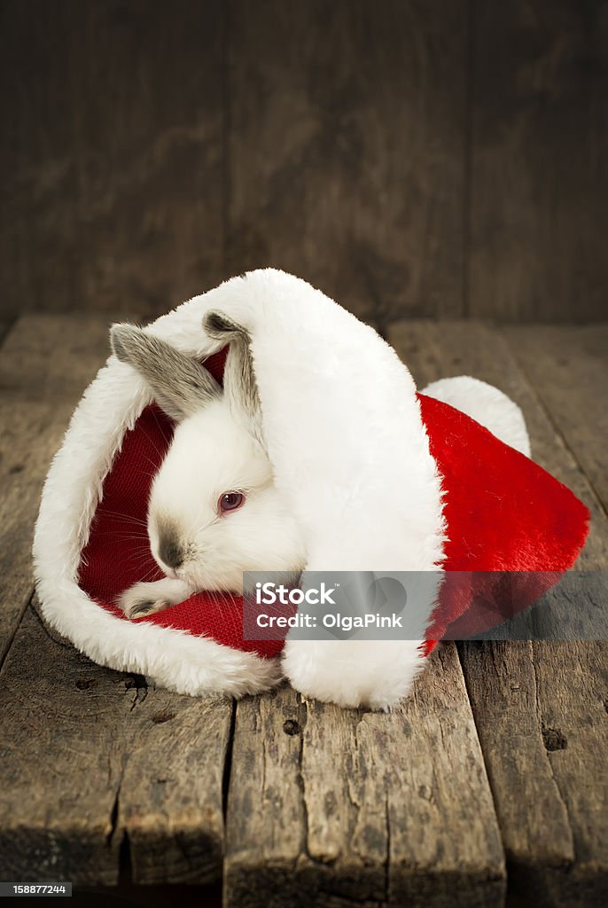 Tarjeta de Navidad con conejo blanco sobre fondo de madera - Foto de stock de Conejo - Animal libre de derechos