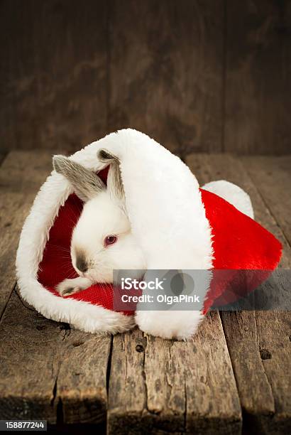Cartolina Di Natale Con Bianco Di Coniglio Su Sfondo In Legno - Fotografie stock e altre immagini di Coniglio - Animale